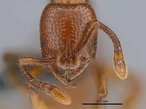 Boloponera ikemkha specimen CASENT0254320 image casent0254320_4