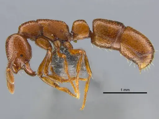 Boloponera ikemkha specimen CASENT0254320 image casent0254320_5
