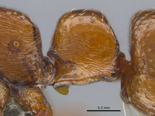 Boloponera ikemkha specimen CASENT0254320 image casent0254320_6