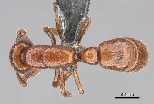Boloponera ikemkha specimen CASENT0254321 image casent0254321_1