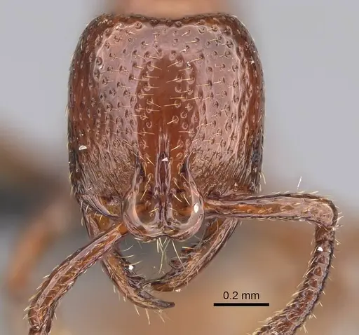 Boloponera ikemkha specimen CASENT0254321 image casent0254321_2