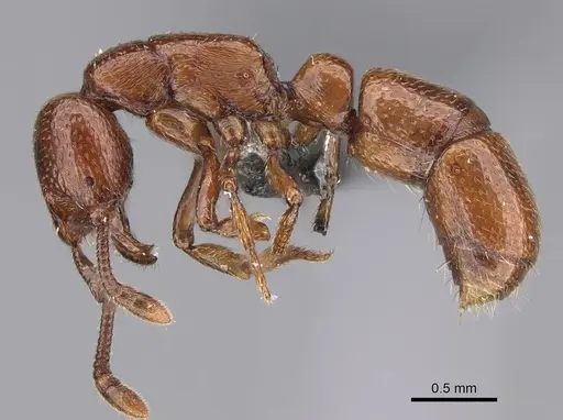 Boloponera ikemkha specimen CASENT0254321 image casent0254321_3