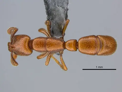 Boloponera ikemkha specimen CASENT0254322 image casent0254322_1