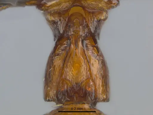 Boloponera ikemkha specimen CASENT0254322 image casent0254322_2