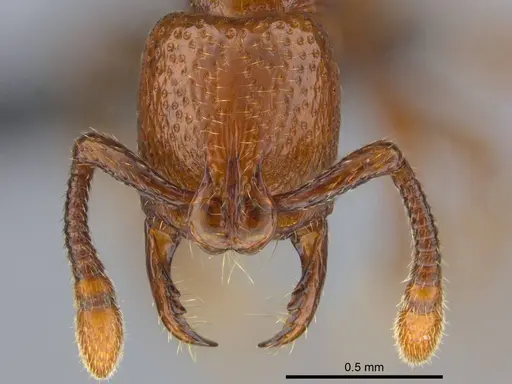 Boloponera ikemkha specimen CASENT0254322 image casent0254322_3