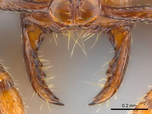 Boloponera ikemkha specimen CASENT0254322 image casent0254322_4