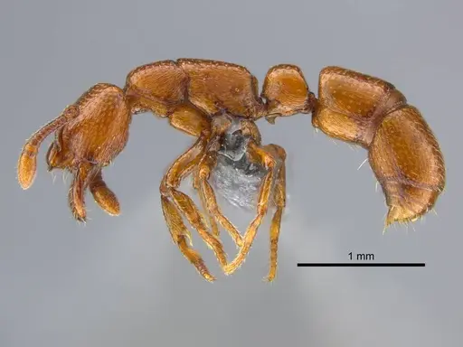 Boloponera ikemkha specimen CASENT0254322 image casent0254322_5