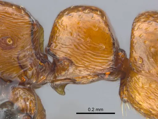 Boloponera ikemkha specimen CASENT0254322 image casent0254322_6