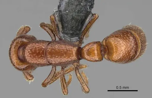 Boloponera ikemkha specimen CASENT0254323 image casent0254323_1