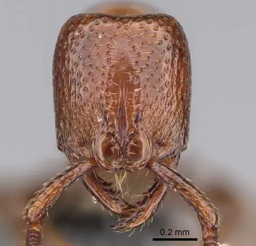 Boloponera ikemkha specimen CASENT0254323 image casent0254323_2