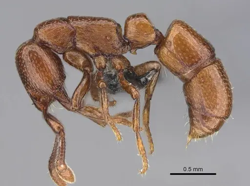 Boloponera ikemkha specimen CASENT0254323 image casent0254323_3
