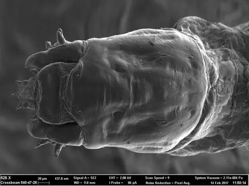 Boloponera ikemkha specimen CASENT0257321 image casent0257321_1