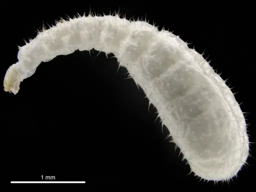 Boloponera ikemkha specimen CASENT0257321 image casent0257321_2