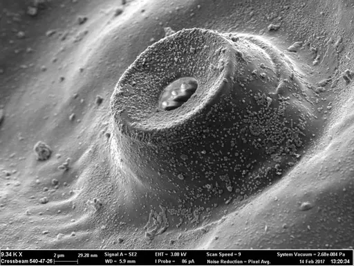 Boloponera ikemkha specimen CASENT0257322 image casent0257322_2