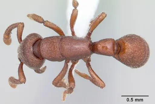 Boloponera vicans specimen CASENT0401737 image casent0401737_1