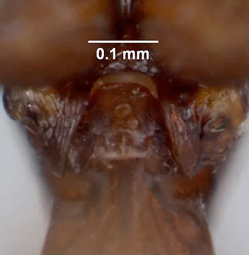 Boloponera vicans specimen CASENT0401737 image casent0401737_2