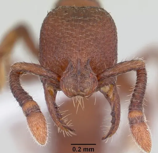 Boloponera vicans specimen CASENT0401737 image casent0401737_3