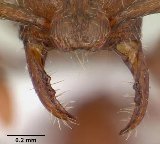 Boloponera vicans specimen CASENT0401737 image casent0401737_4