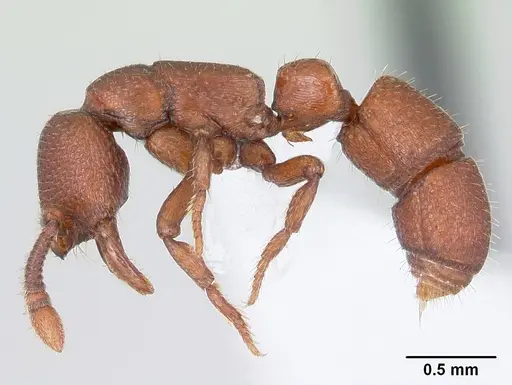 Boloponera vicans specimen CASENT0401737 image casent0401737_5