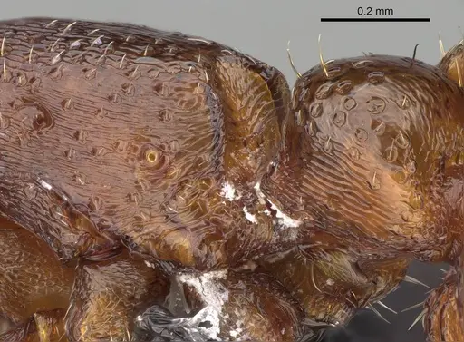 Boloponera vicans specimen CASENT0401737 image casent0401737_6