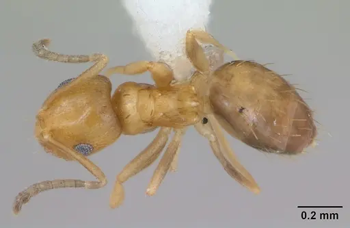 Brachymyrmex aphidicola specimen CASENT0173474 image casent0173474_1