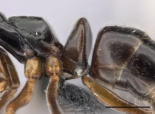 Brachyponera obscurans specimen CASENT0060571 image casent0060571_2