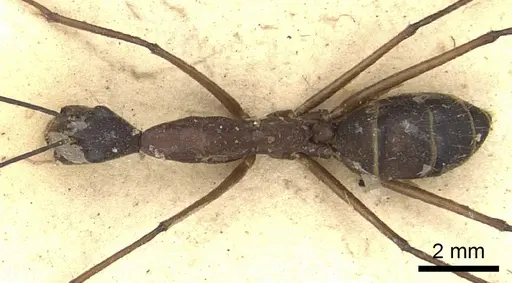 Camponotus ager specimen CASENT0903648 image casent0903648_1