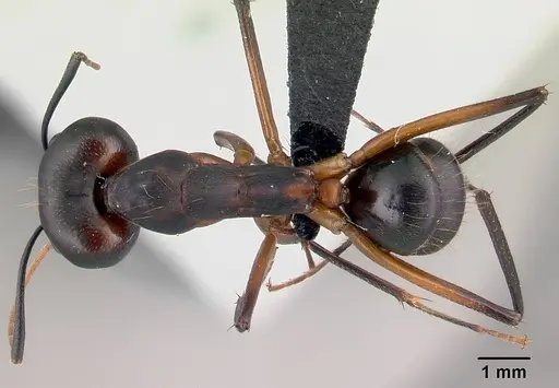 Camponotus aro specimen CASENT0489918 image casent0489918_1