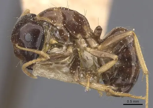 Camponotus chapini specimen CASENT0911659 image casent0911659_3