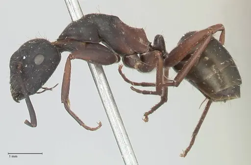 Camponotus dewitzii specimen FOCOL2470 image focol2470_3
