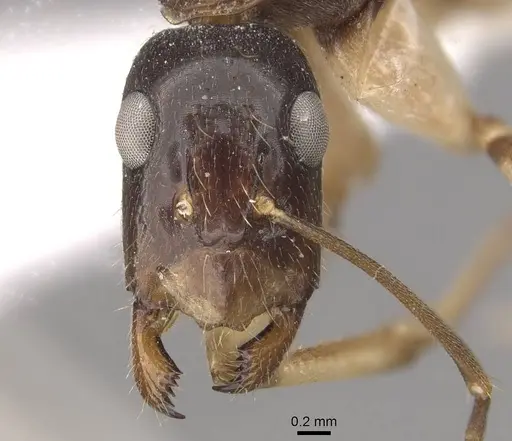 Camponotus elegans specimen CASENT0910372 image casent0910372_2