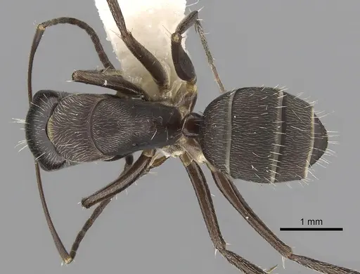 Camponotus integellus specimen CASENT0280069 image casent0280069_1