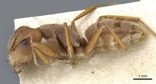 Camponotus koseritzi specimen CASENT0905207 image casent0905207_3