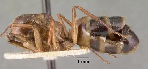Camponotus maculatus specimen CASENT0101412 image casent0101412_2