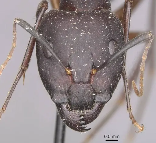 Camponotus maculatus specimen CASENT0910053 image casent0910053_2