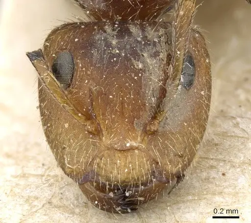 Camponotus pittieri specimen CASENT0905517 image casent0905517_2