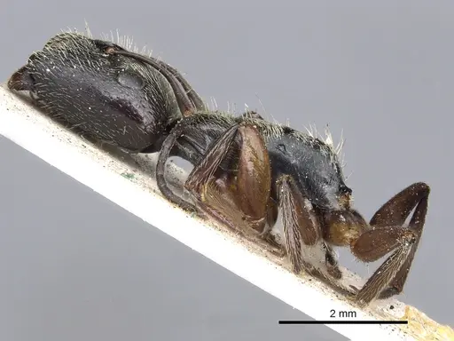 Camponotus salvini specimen CASENT0903628 image casent0903628_3