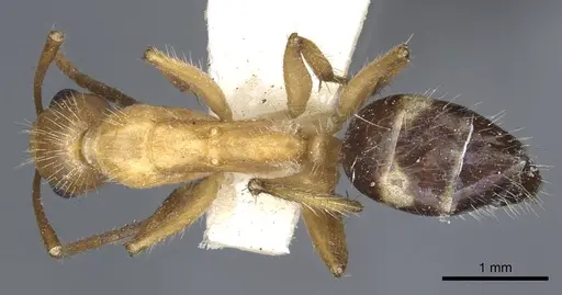 Camponotus sexguttatus specimen CASENT0903633 image casent0903633_1