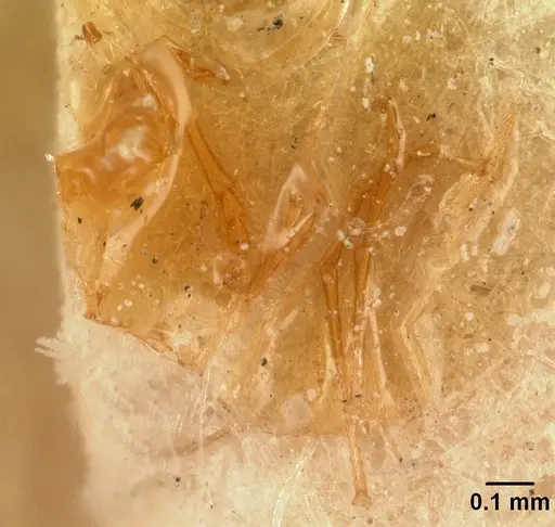 Cardiocondyla cristata specimen CASENT0101128 image casent0101128_1