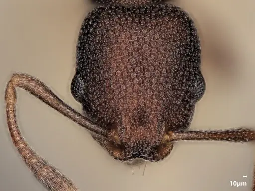 Cardiocondyla latifrons specimen ANTWEB1048519 image antweb1048519_2