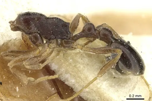 Cardiocondyla shuckardi specimen CASENT0912881 image casent0912881_2