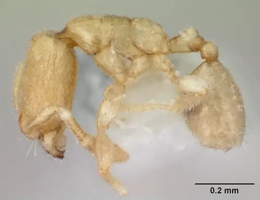 Carebara sangi specimen CASENT0178557 image casent0178557_3