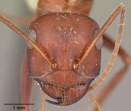 Cataglyphis bicolor specimen CASENT0104613 image casent0104613_2