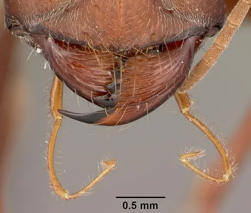 Cataglyphis bicolor specimen CASENT0104613 image casent0104613_3