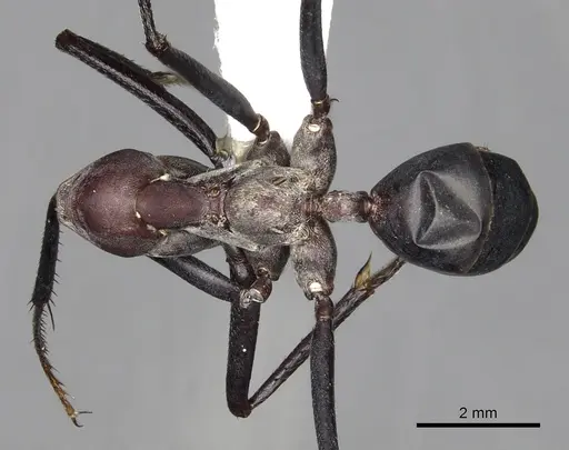 Cataglyphis bicolor specimen CASENT0280332 image casent0280332_1