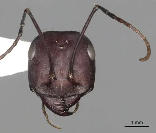Cataglyphis bicolor specimen CASENT0280332 image casent0280332_2
