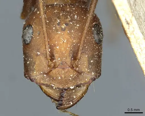 Cataglyphis bicolor specimen CASENT0912181 image casent0912181_2