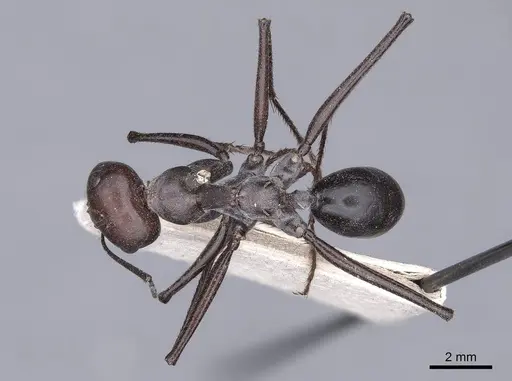 Cataglyphis bicolor specimen FMNHINS0000046224 image fmnhins0000046224_1