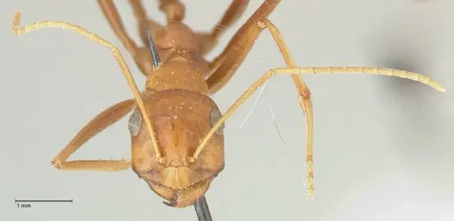 Cataglyphis bicolor specimen FOCOL2308 image focol2308_2