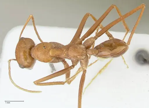 Cataglyphis bicolor specimen FOCOL2309 image focol2309_1